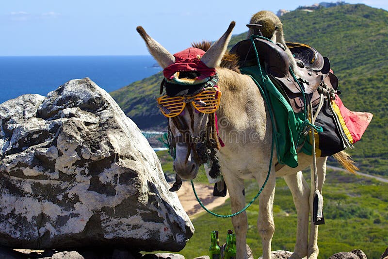 Caribbean Donkey, St Kitts and Nevis Stock Photo Image of animal, kitts 50016262
