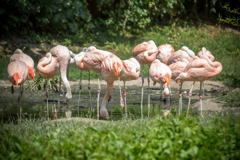 caribbean flamingo pictures caribbean flamingo pictures