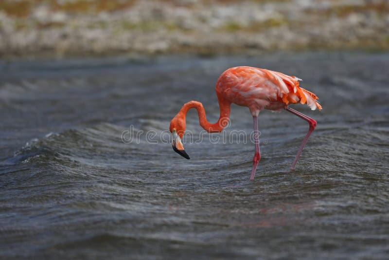 Caribbean Flamingo (Phoenicopterus ruber)