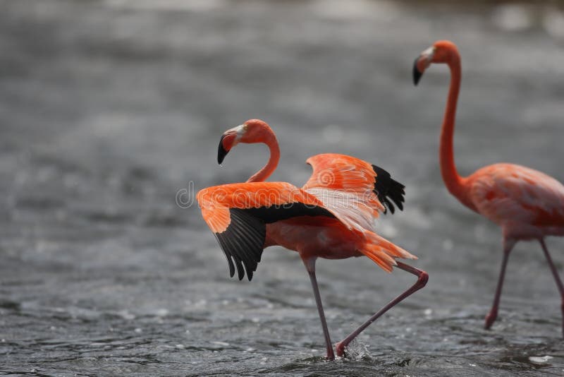 Caribbean Flamingo (Phoenicopterus ruber)