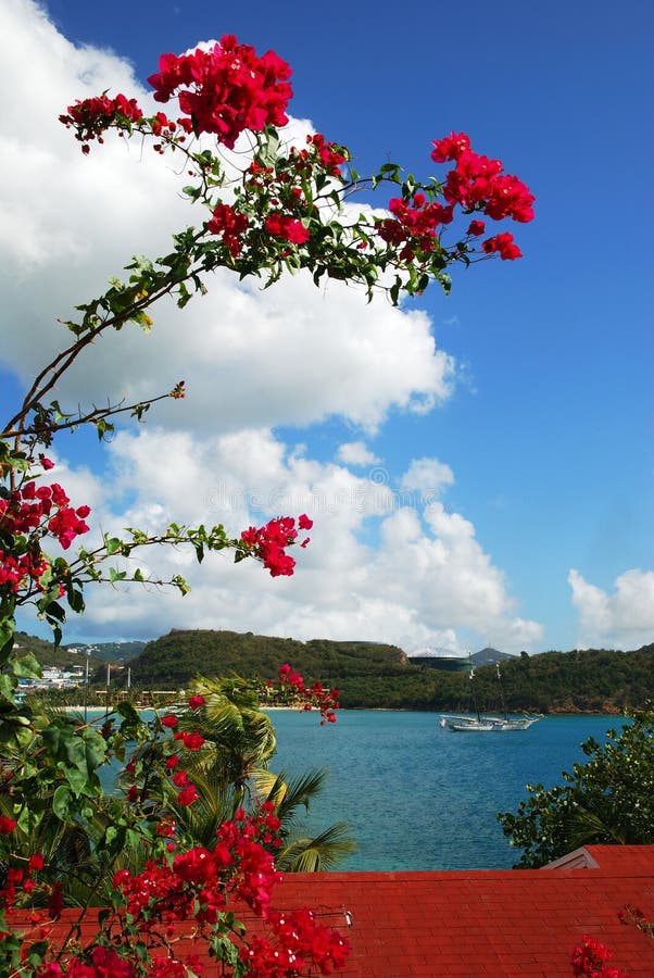 Caribbean Flowers