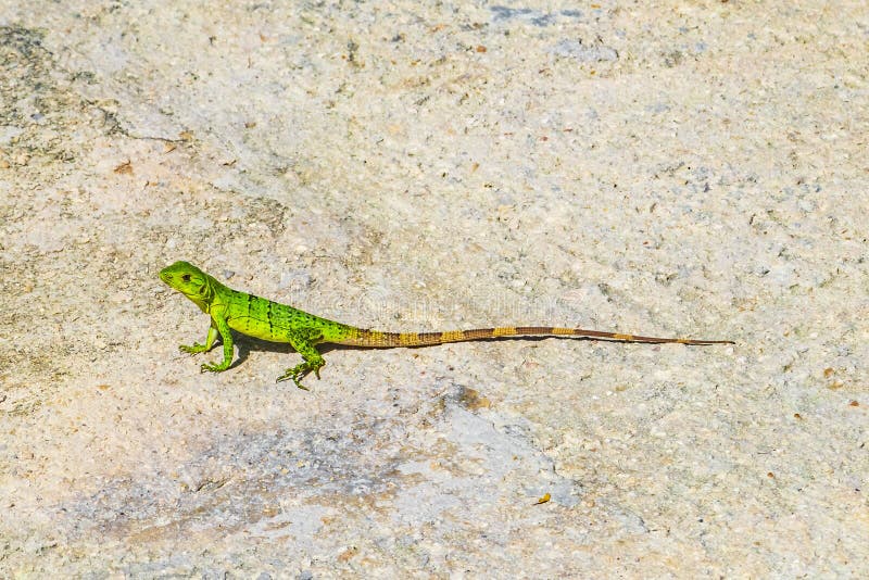 Caribbean Green Lizard on the Ground Playa Del Carmen Mexico Stock Image -  Image of romania, animals: 257838927