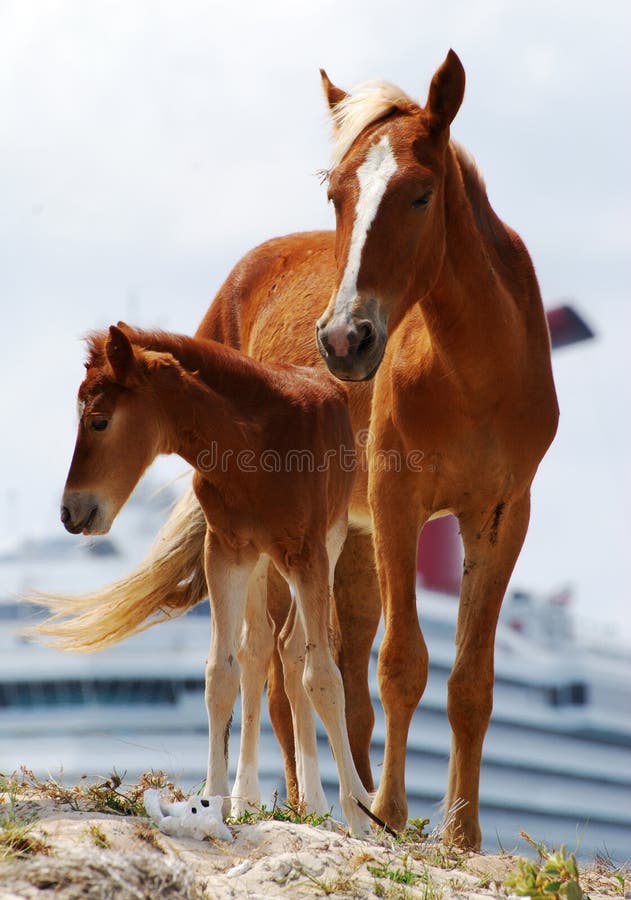 Caribbean Horses