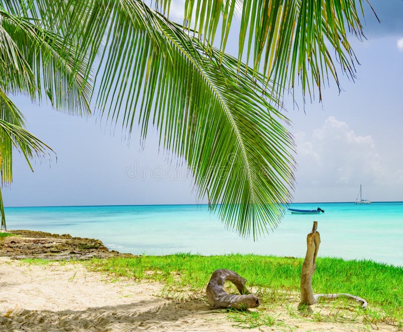 Caribbean Sea Palm Trees Paradise Stock Image Image Of Nature