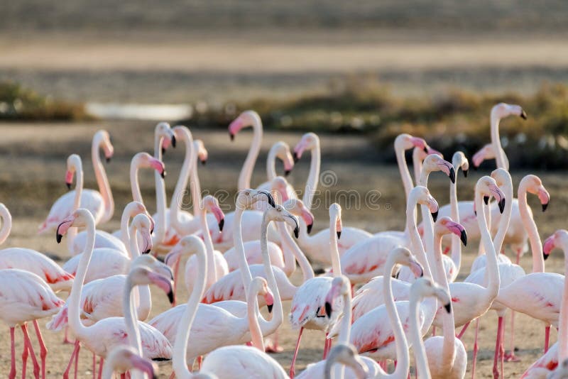 Caribbean Pink Flamingo At Ras Al Khor Wildlife Sanctuary A Wetland