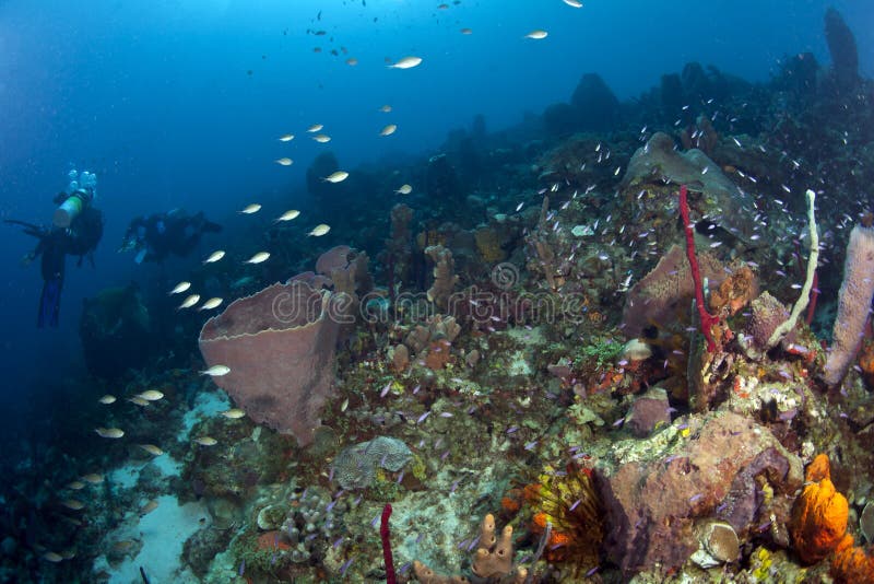 Caribbean Reef Scene with Divers stock images