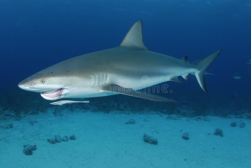 Caribbean Reef Sharks stock photo. Image of fish, animal - 11818102