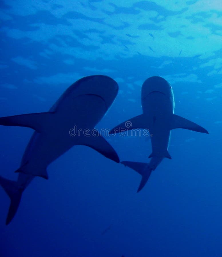 Caribbean Reef Sharks. Two sharks silhouetted against the blue water Caribbean Reef Sharks. Two sharks silhouetted against the blue water