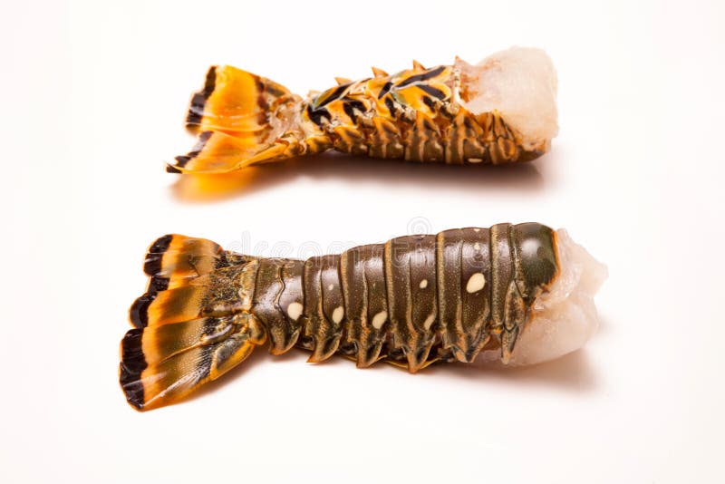 Caribbean Rock Lobster Tails on a White Background. Stock Image - Image ...