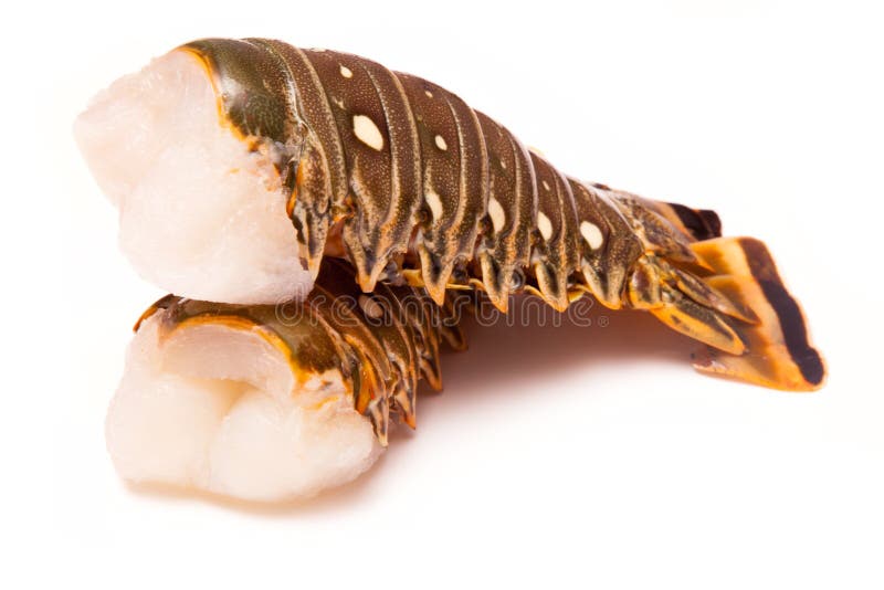 Caribbean rock lobster tails on a white background.