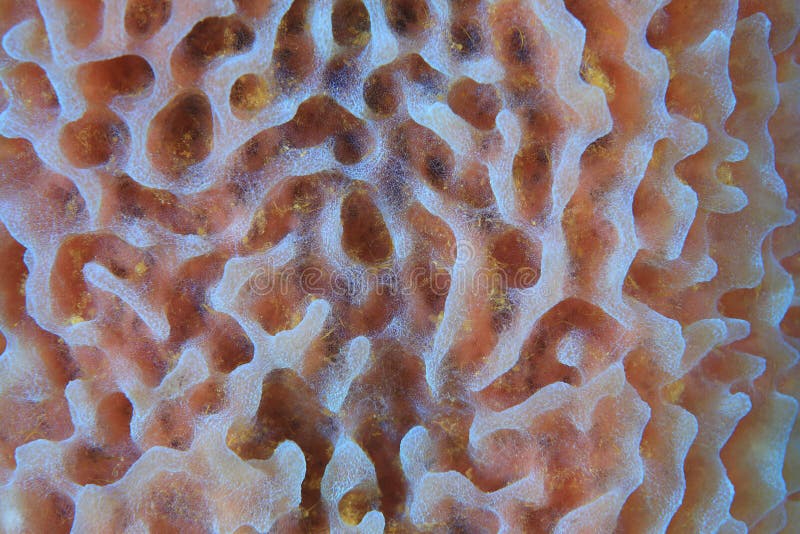 Sea Sponge Stock Photos Download 9,229 Royalty Free Photos