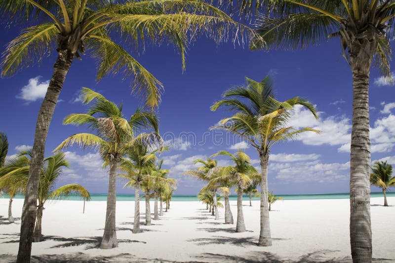 Da caraibico il mare distanza attraverso da Palma alberi sul Spiaggia sul, popolare turista destinazione attraverso nave passeggeri visitare, Messico.