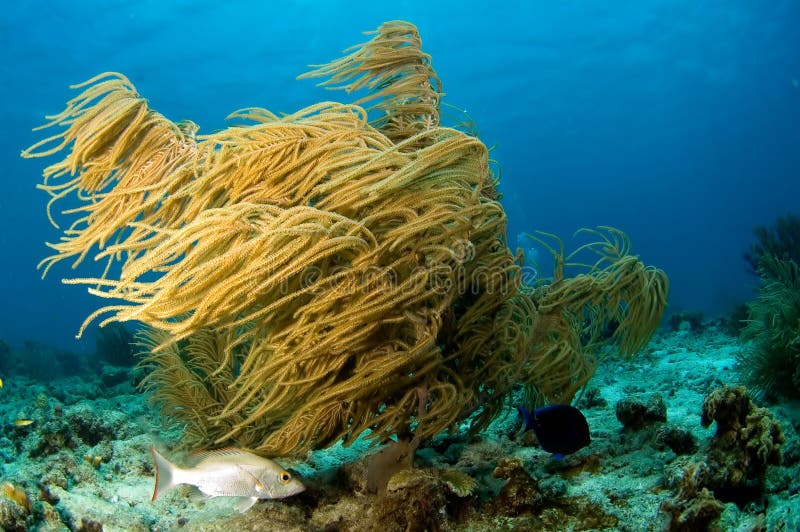 Caribbean soft coral stock photography