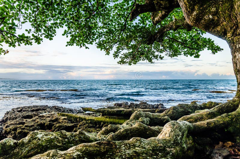 Caribbean sea after the storm,Roots and waves have a similar movement.The tree frames the paradise landscape. Caribbean sea after the storm,Roots and waves have a similar movement.The tree frames the paradise landscape