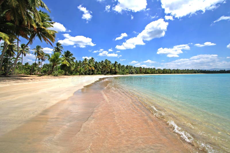 Dream beach paradise with coconut palm trees. Dream beach paradise with coconut palm trees