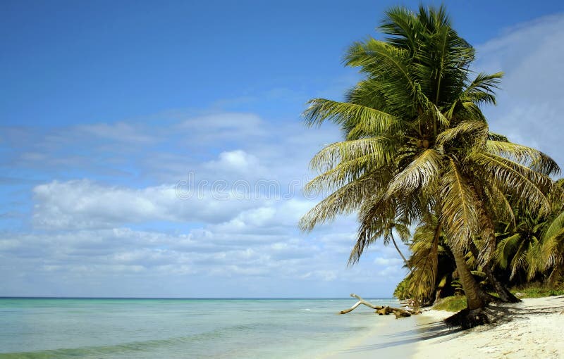 Saona island beach in dominican republic. Saona island beach in dominican republic