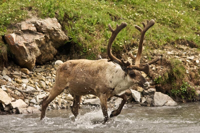 Caribou photo stock. Image du zone, arctique, loin, régions - 33125214