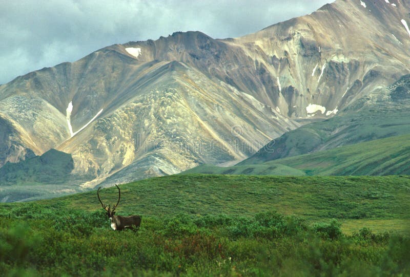 Caribou de Bull en montagne scénique photographie stock Caribou de Bull en montagne scénique photographie stock
