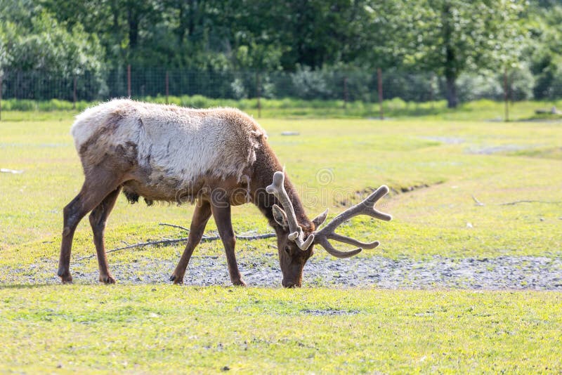 Caribou Eating In Broad Pass In The Alaska Range Stock Image Image of