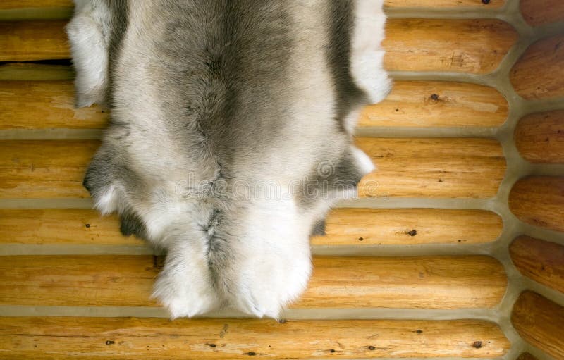 Caribou Pelt on Log Wall