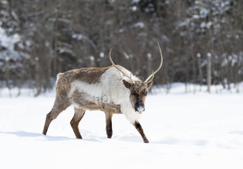 2,306 Caribou Snow Stock Photos - Free & Royalty-Free Stock Photos from  Dreamstime