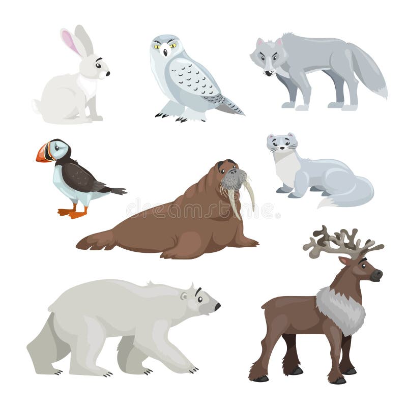 Animales del Ártico, Animales polares, Videos educativos