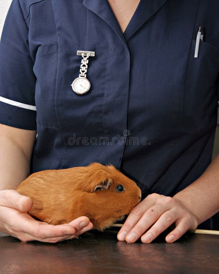 Caring for aa ginea pig stock photography Caring for aa ginea pig stock photography