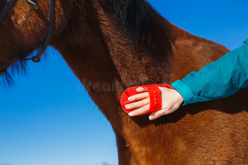 Caring for a horse in the spring. Brushing the neck with a lint brush royalty free stock photography Caring for a horse in the spring. Brushing the neck with a lint brush royalty free stock photography
