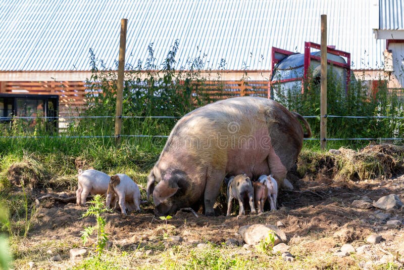 Carini suinetti e loro scrostati nella fattoria immagini stock libere da diritti Carini suinetti e loro scrostati nella fattoria immagini stock libere da diritti