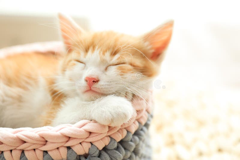 Carino gattino rosso che dorme nel cestino a maglia immagini stock Carino gattino rosso che dorme nel cestino a maglia immagini stock