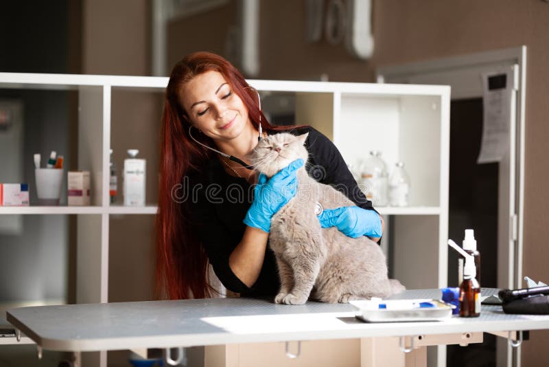 Carino gatto domestico sottoposto a esame di veterinario, spurgo Dottore con gattino di stetoscopio immagini stock Carino gatto domestico sottoposto a esame di veterinario, spurgo Dottore con gattino di stetoscopio immagini stock