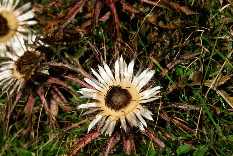 Carline thistle