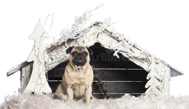 Carlino che si siede davanti alla scena di natività di Natale fotografia stock Carlino che si siede davanti alla scena di natività di Natale fotografia stock