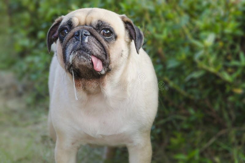 Carlino sveglio del cucciolo del cane del ritratto del primo piano con saliva ed il moccolo immagini stock