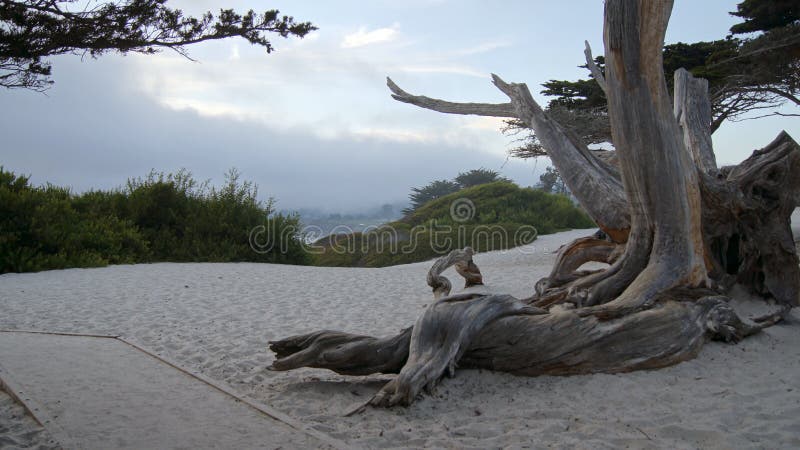 CARMEL, CALIFORNIA, UNITED STATES - OCT 7, 2014: White beach with a tree and cypress along Highway No 1, USA