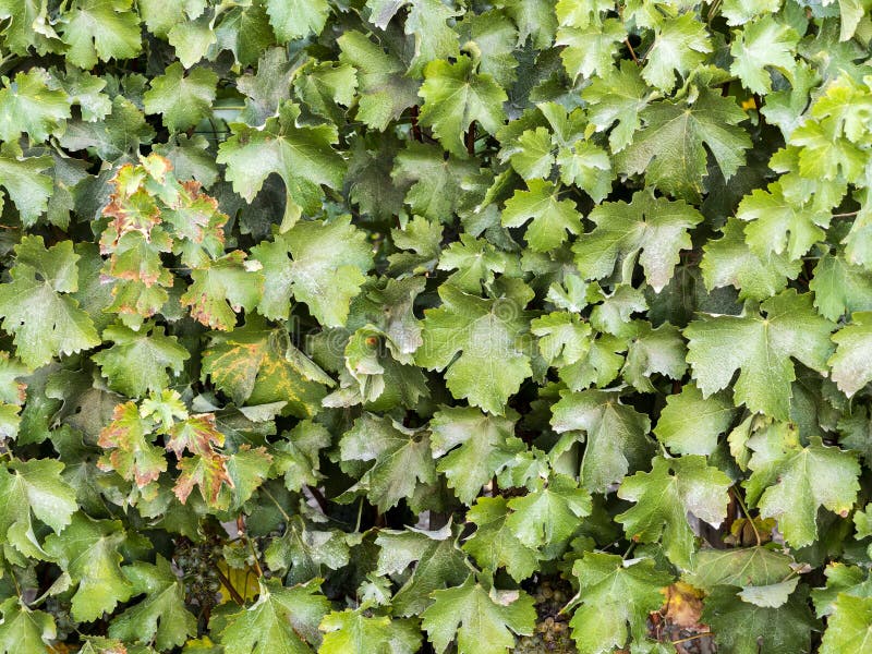 Carmenere Traubenblätter in einer Weinkellerei lizenzfreies stockbild