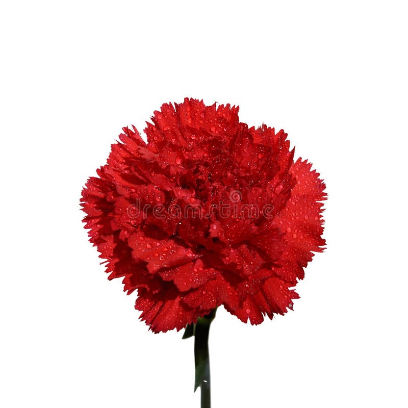 Red carnation flower on a white background. Red carnation flower on a white background