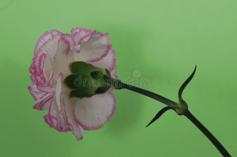 Carnation bloom stock image. Image of closeup, view 272617753