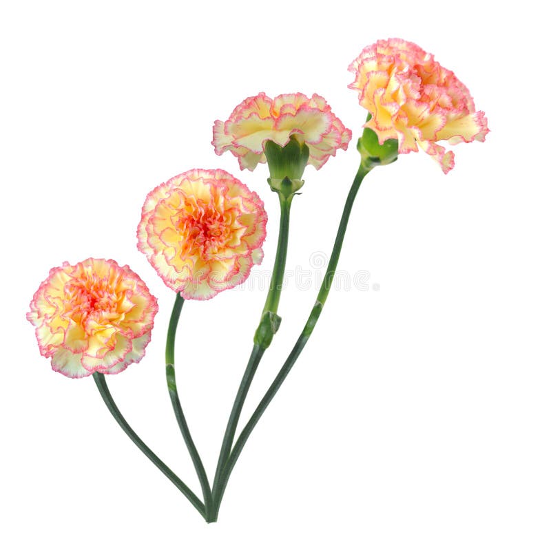 An orange carnation stock image. Image of flower, celebrating 33854929