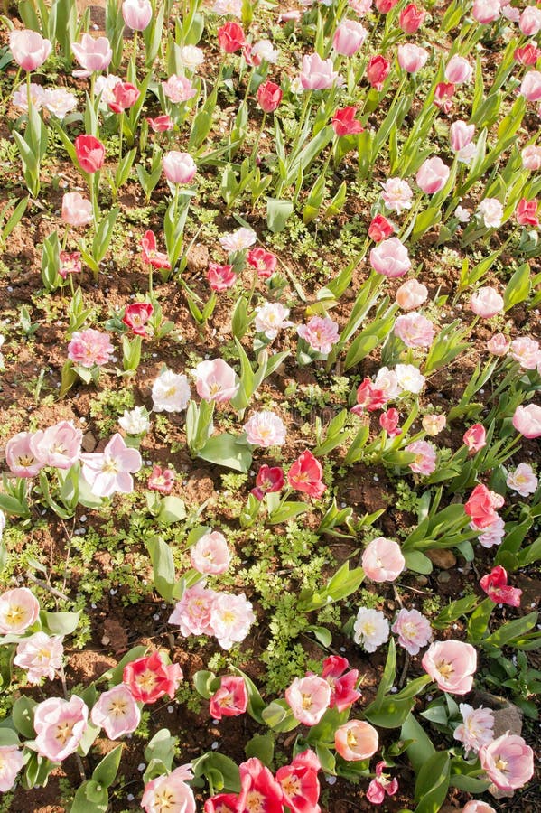 Carnation stock image. Image of sunshine, flowerbed, garden 39022109