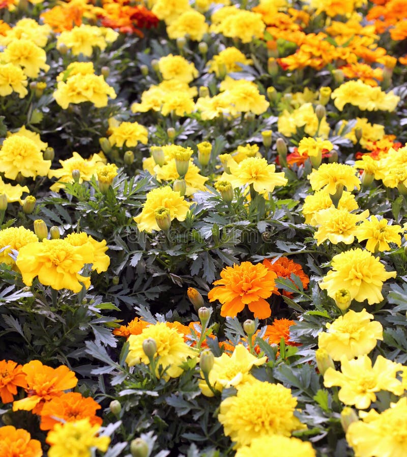 Carnation and Chrysanthemum Cultivation in the Greenhouse Stock Photo