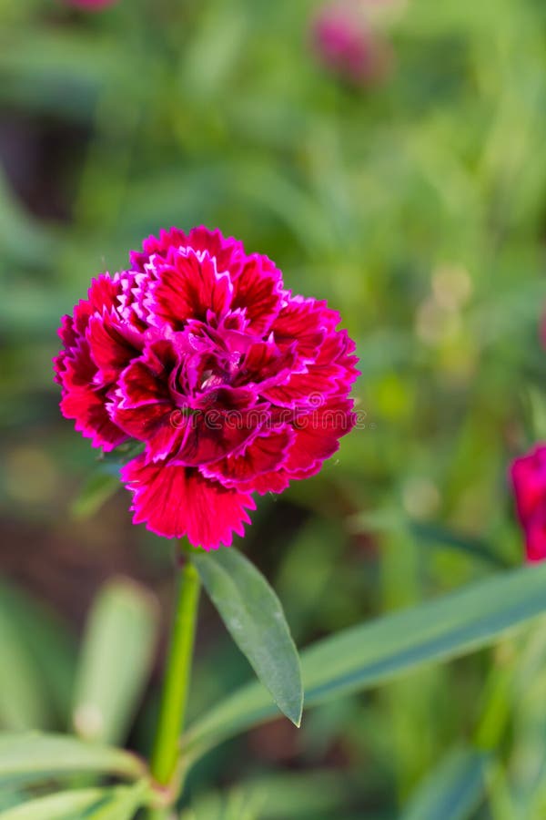284 Indian Carnation Flower Stock Photos Free & RoyaltyFree Stock