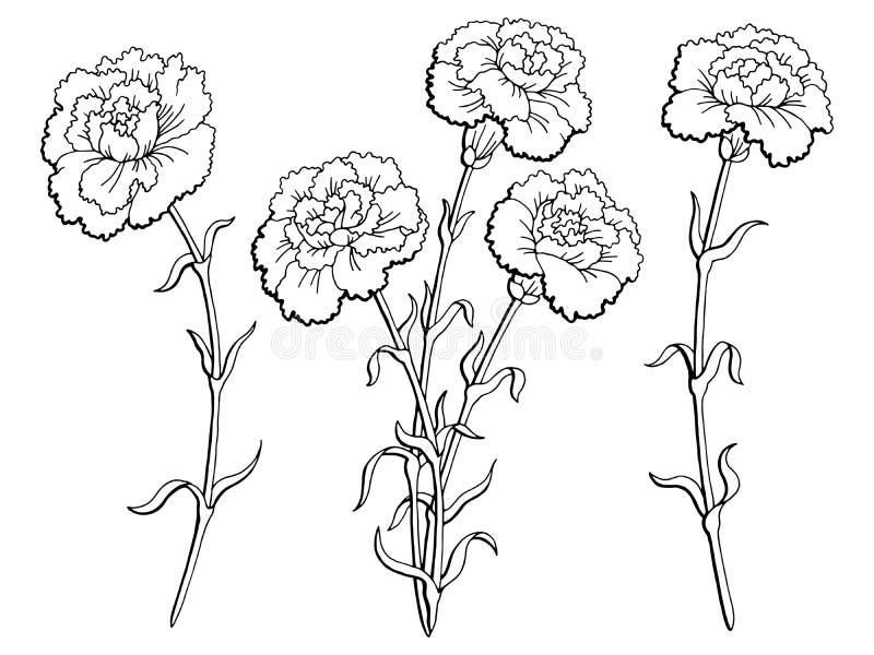 Carnation Flower Graphic Black White Isolated Sketch Illustration Stock ...