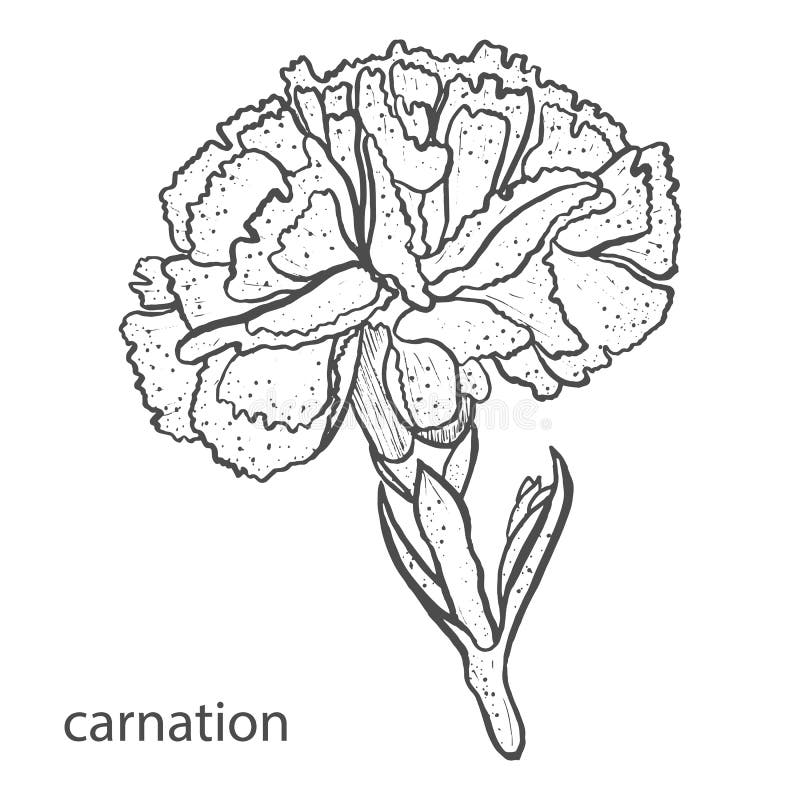 Carnation Flower in Hand Drawn Style Isolated on White Background Stock