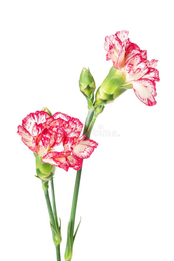 Carnation flower isolated on white