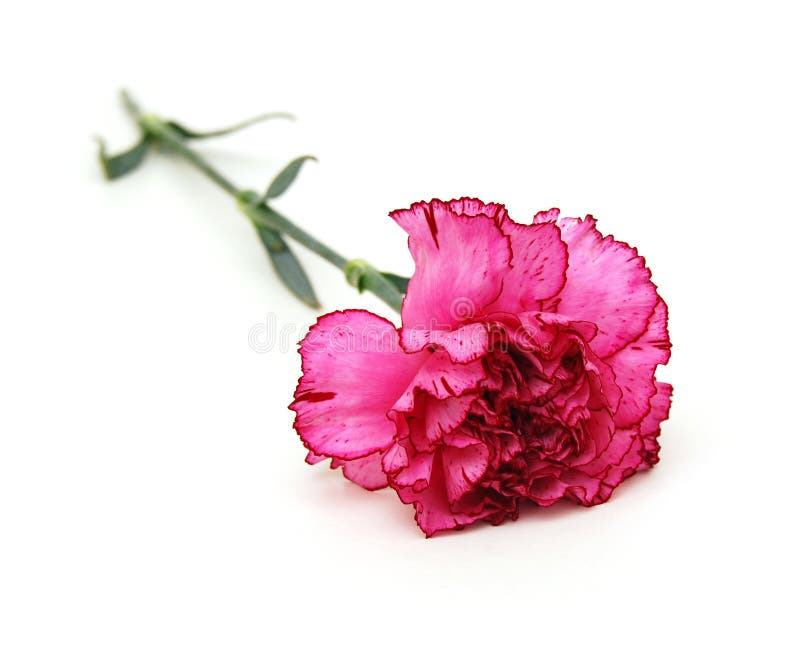 Carnation flower stock image. Image of colorful, alive 41814861