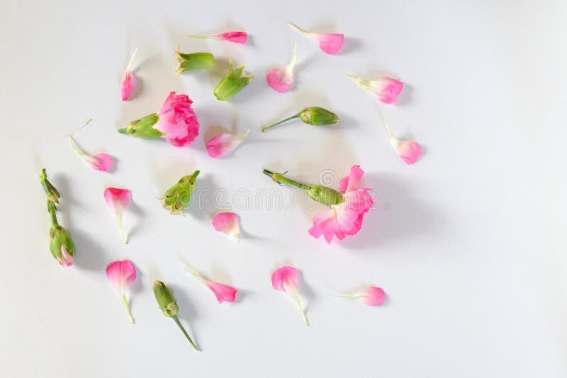 Carnation flower petals stock photo. Image of nature 51498598