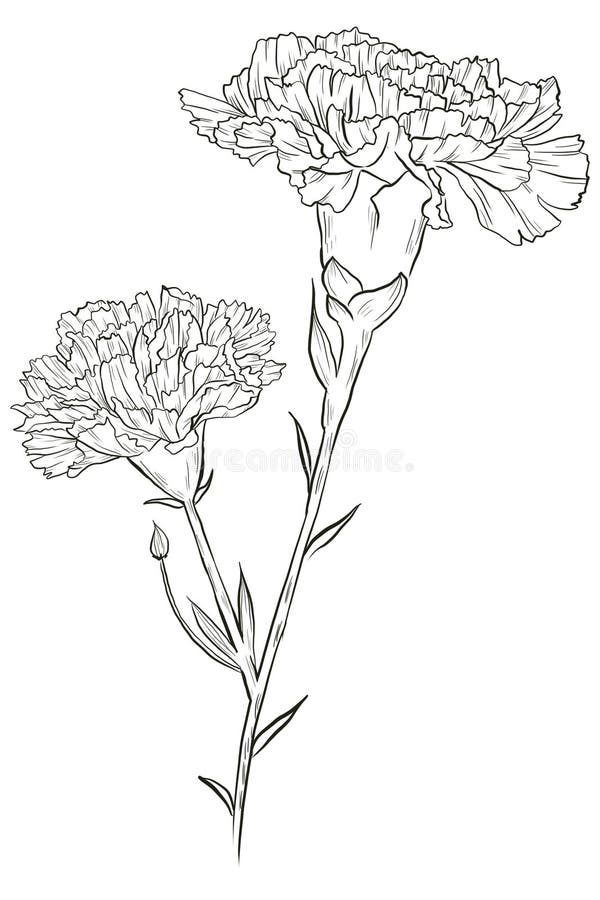 Carnation Flower Watercolor Collection Stock Illustration ...