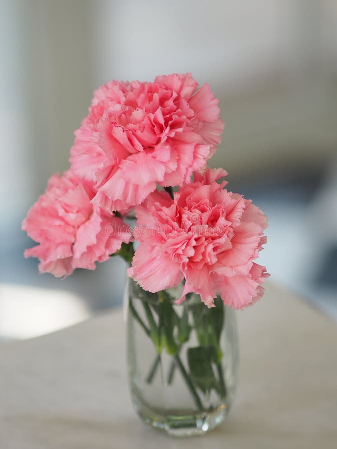 Pink Carnation Flowers