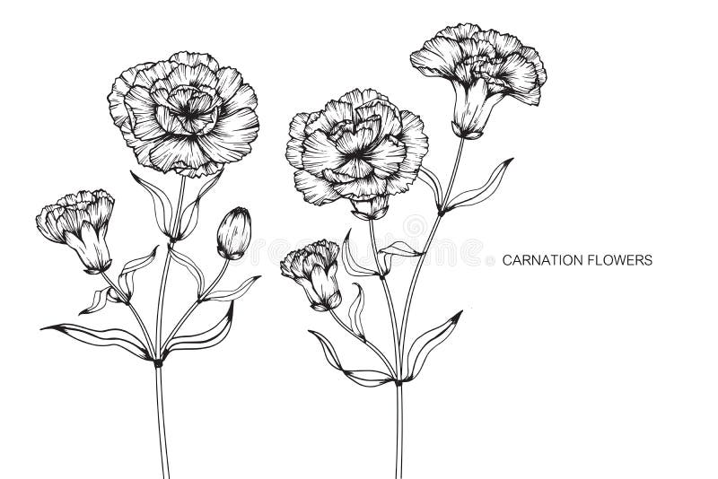 Carnation Flowers Drawing and Sketch with Line-art on White Back Stock Illustration - Illustration of botany, graphic: 91771127 Carnation Flowers Drawing and Sketch with Line-art on White Back Stock Illustration - Illustration of botany, graphic: 91771127